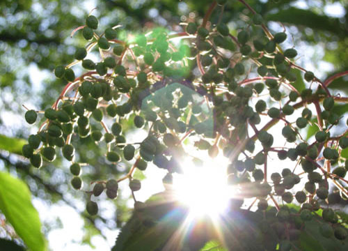 Einfangen Von Licht Im Garten